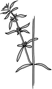 Иллюстрация к книге — Колдовские травы. Ведьмовской путеводитель по тайным силам растений [i_099.jpg]