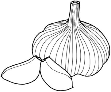 Иллюстрация к книге — Колдовские травы. Ведьмовской путеводитель по тайным силам растений [i_101.jpg]