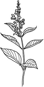 Иллюстрация к книге — Колдовские травы. Ведьмовской путеводитель по тайным силам растений [i_107.jpg]