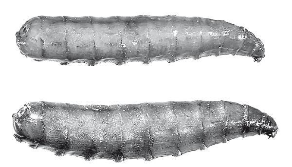 Иллюстрация к книге — Холодильник Эйнштейна. Как перепад температур объясняет Вселенную [img_25.jpg]