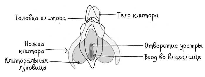Иллюстрация к книге — Сила цикла. Как использовать непостоянство гормонов, чтобы жить на полную [i_002.jpg]