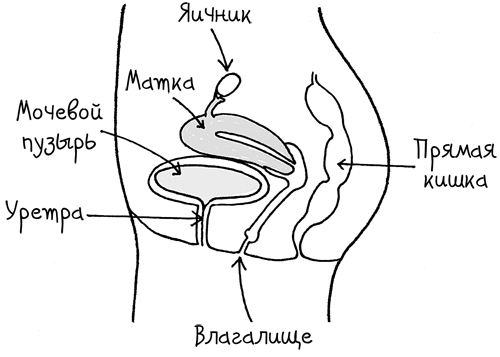 Иллюстрация к книге — Сила цикла. Как использовать непостоянство гормонов, чтобы жить на полную [i_005.jpg]