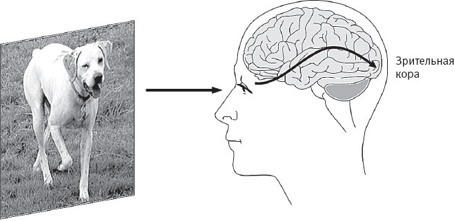 Иллюстрация к книге — Идиот или гений? Как работает и на что способен искусственный интеллект [i_009.jpg]
