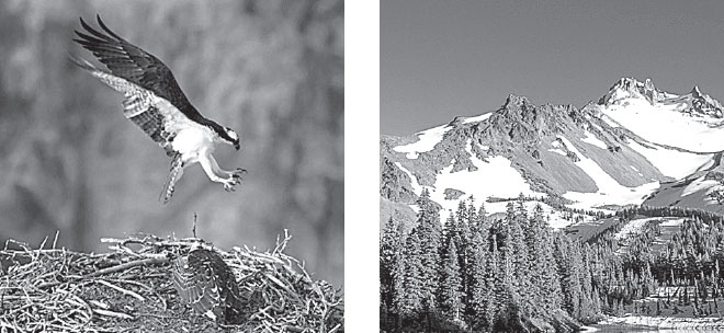 Иллюстрация к книге — Идиот или гений? Как работает и на что способен искусственный интеллект [i_016.jpg]