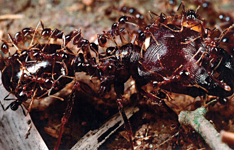 Иллюстрация к книге — Приключения среди муравьев. Путешествие по земному шару с триллионами суперорганизмов [i_004.jpg]