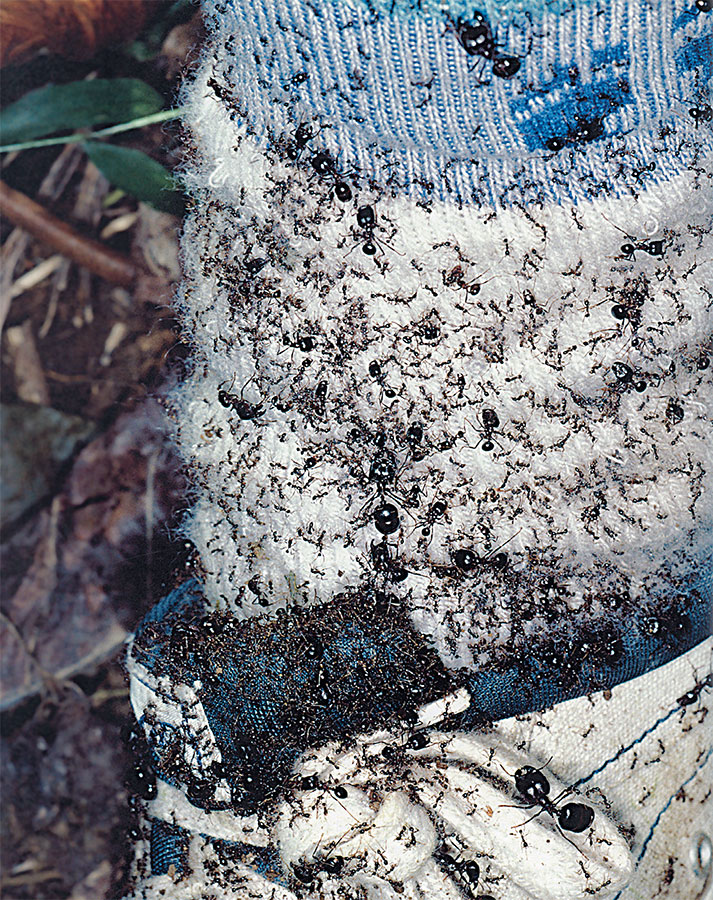 Иллюстрация к книге — Приключения среди муравьев. Путешествие по земному шару с триллионами суперорганизмов [i_008.jpg]