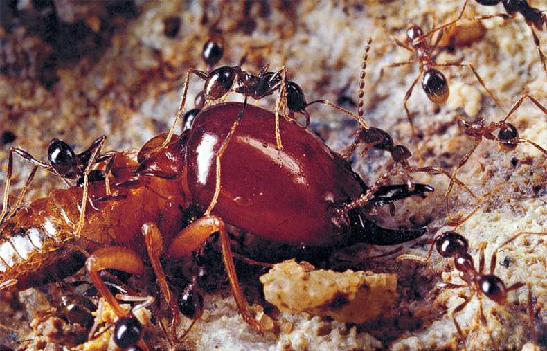 Иллюстрация к книге — Приключения среди муравьев. Путешествие по земному шару с триллионами суперорганизмов [i_010.jpg]