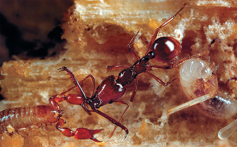 Иллюстрация к книге — Приключения среди муравьев. Путешествие по земному шару с триллионами суперорганизмов [i_012.jpg]