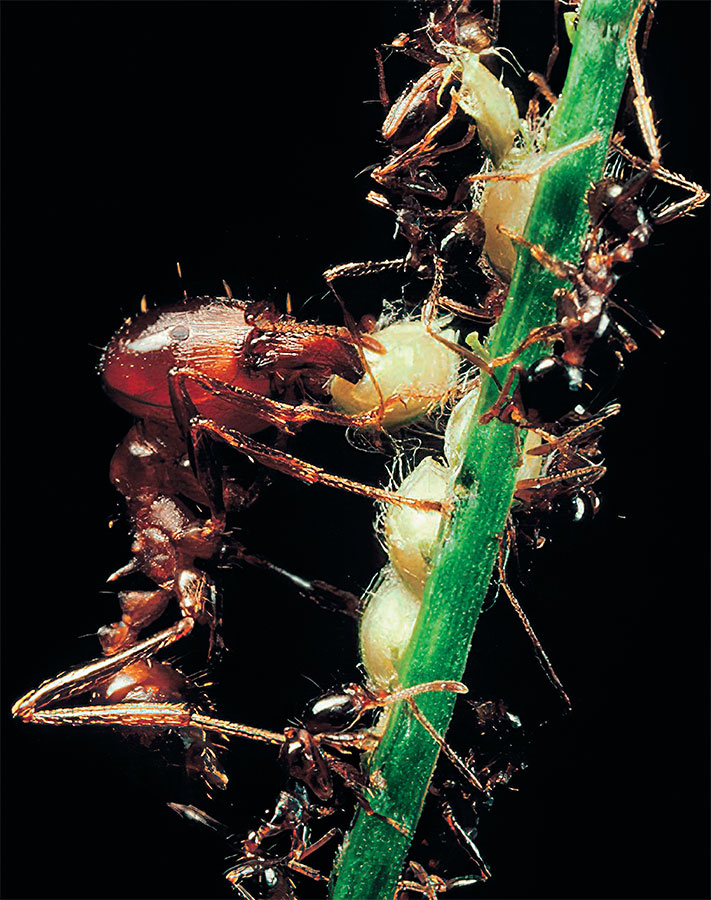 Иллюстрация к книге — Приключения среди муравьев. Путешествие по земному шару с триллионами суперорганизмов [i_013.jpg]