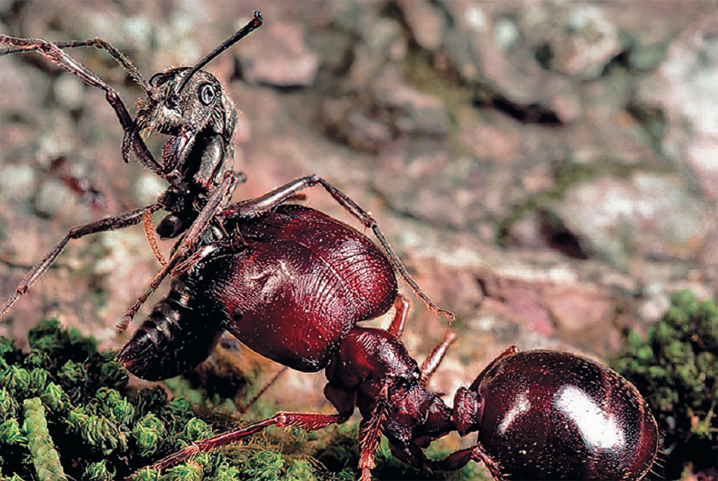 Иллюстрация к книге — Приключения среди муравьев. Путешествие по земному шару с триллионами суперорганизмов [i_014.jpg]