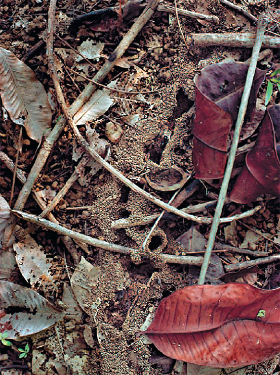 Иллюстрация к книге — Приключения среди муравьев. Путешествие по земному шару с триллионами суперорганизмов [i_015.jpg]