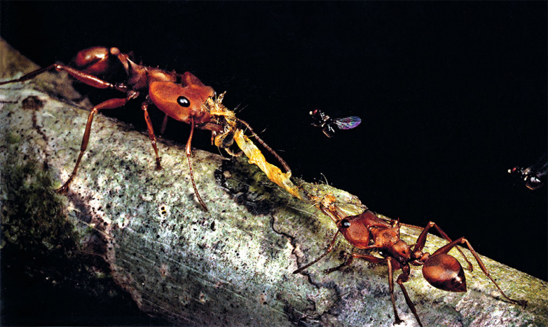 Иллюстрация к книге — Приключения среди муравьев. Путешествие по земному шару с триллионами суперорганизмов [i_017.jpg]