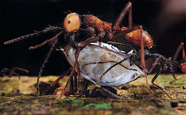 Иллюстрация к книге — Приключения среди муравьев. Путешествие по земному шару с триллионами суперорганизмов [i_018.jpg]
