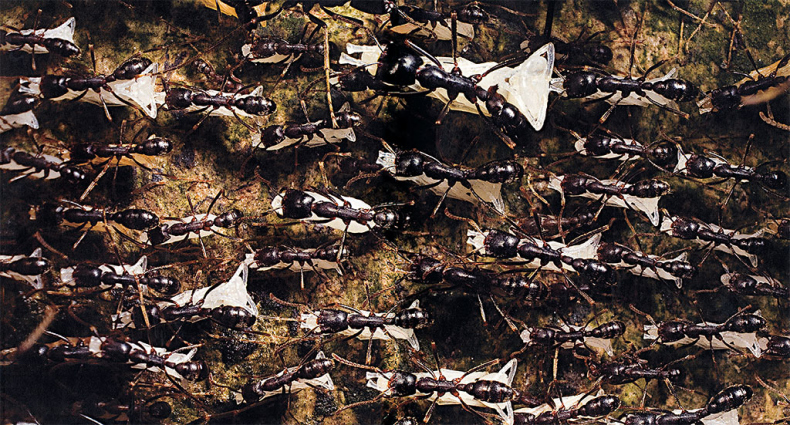 Иллюстрация к книге — Приключения среди муравьев. Путешествие по земному шару с триллионами суперорганизмов [i_023.jpg]