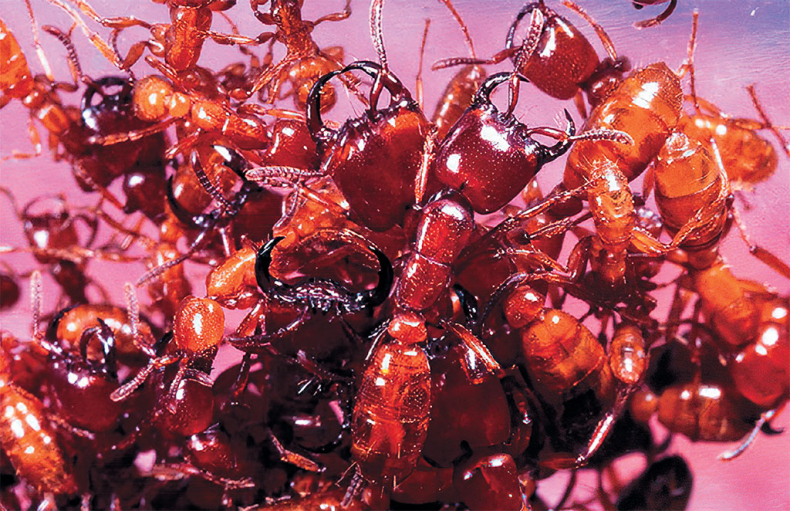 Иллюстрация к книге — Приключения среди муравьев. Путешествие по земному шару с триллионами суперорганизмов [i_025.jpg]