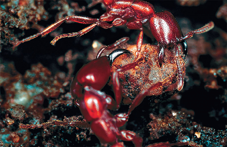 Иллюстрация к книге — Приключения среди муравьев. Путешествие по земному шару с триллионами суперорганизмов [i_026.jpg]