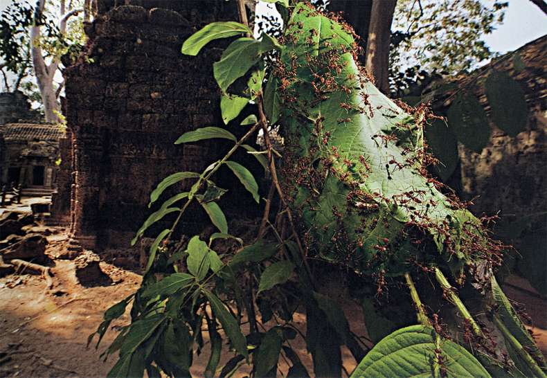 Иллюстрация к книге — Приключения среди муравьев. Путешествие по земному шару с триллионами суперорганизмов [i_029.jpg]