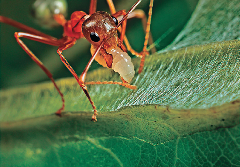 Иллюстрация к книге — Приключения среди муравьев. Путешествие по земному шару с триллионами суперорганизмов [i_030.jpg]