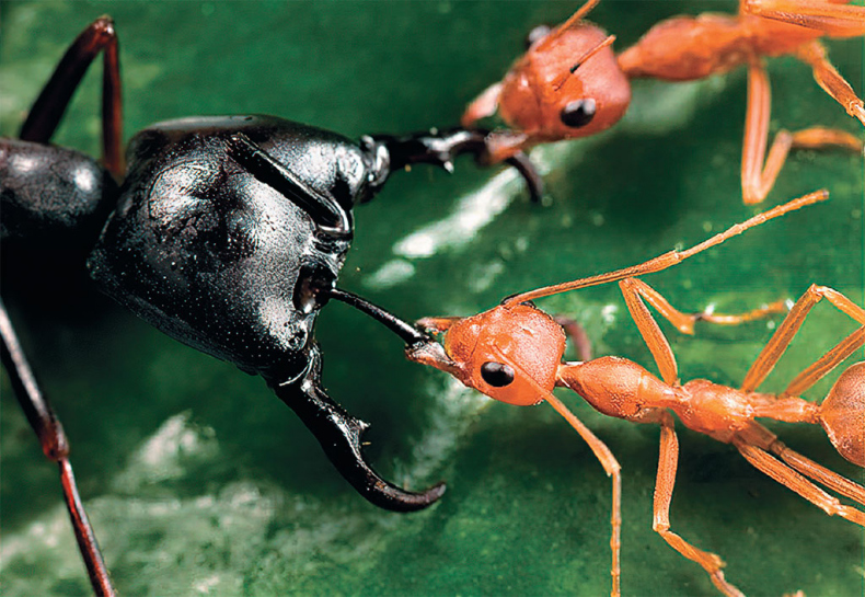 Иллюстрация к книге — Приключения среди муравьев. Путешествие по земному шару с триллионами суперорганизмов [i_032.jpg]