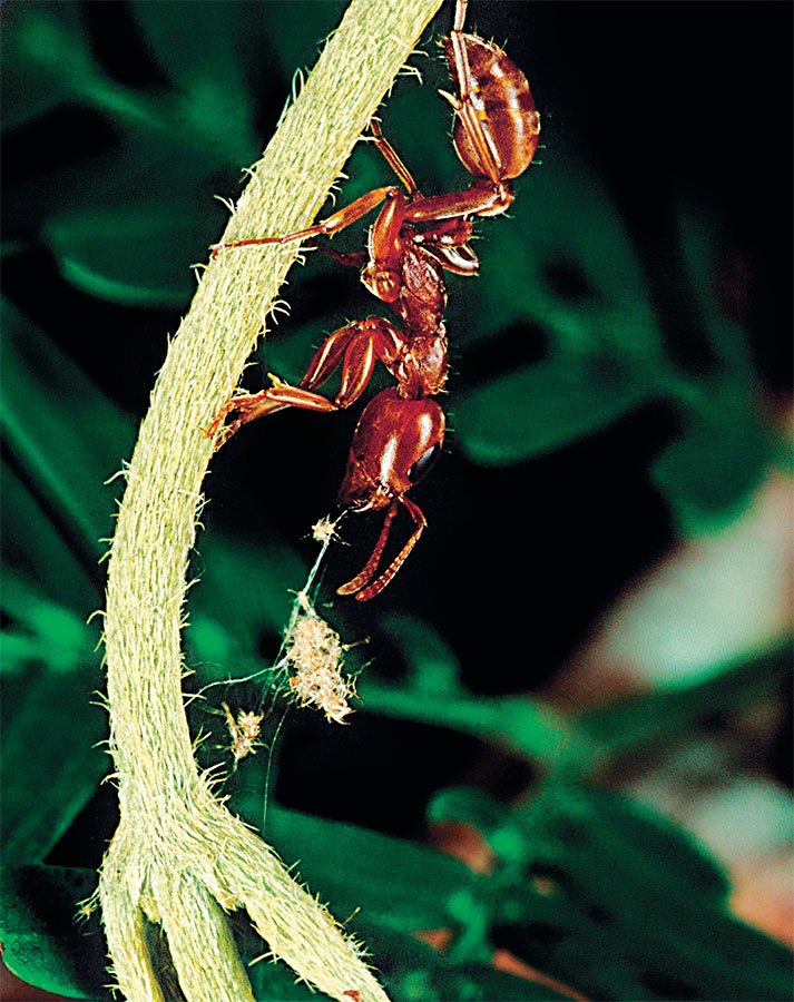 Иллюстрация к книге — Приключения среди муравьев. Путешествие по земному шару с триллионами суперорганизмов [i_035.jpg]