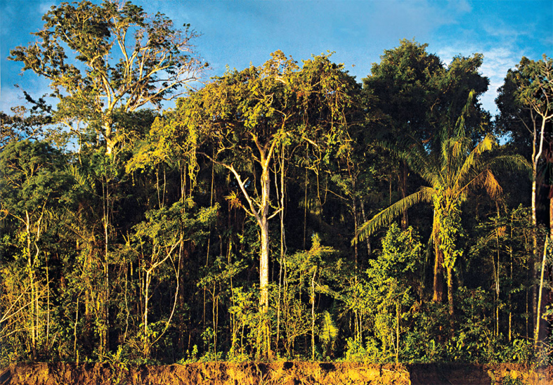 Иллюстрация к книге — Приключения среди муравьев. Путешествие по земному шару с триллионами суперорганизмов [i_037.jpg]