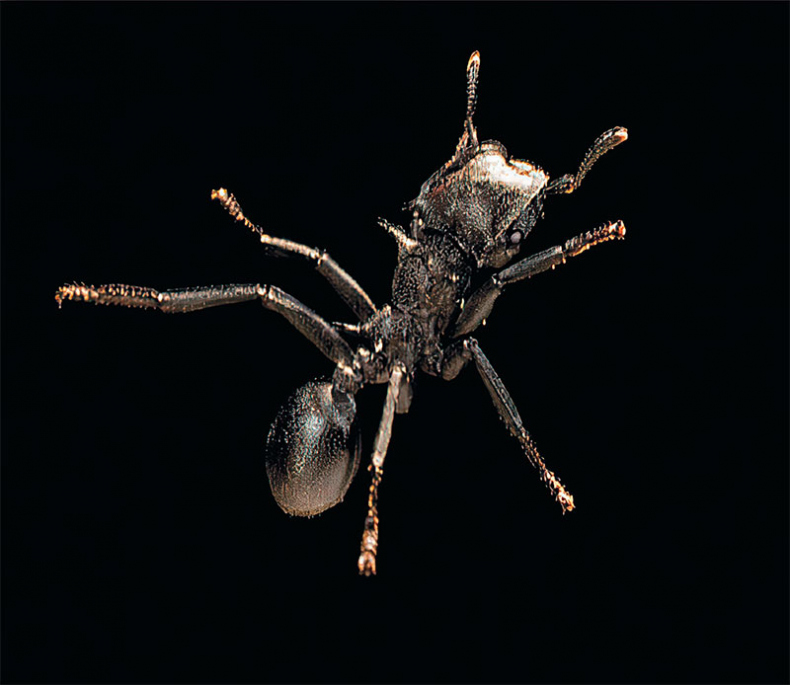 Иллюстрация к книге — Приключения среди муравьев. Путешествие по земному шару с триллионами суперорганизмов [i_038.jpg]