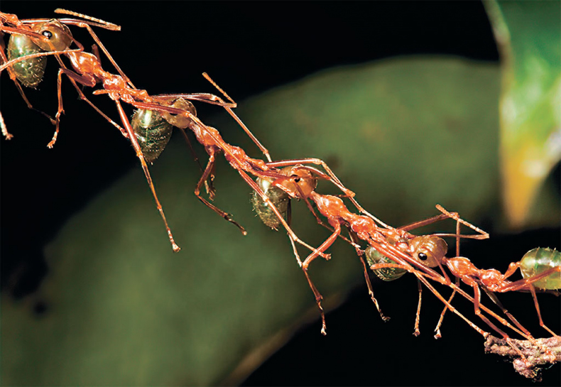 Иллюстрация к книге — Приключения среди муравьев. Путешествие по земному шару с триллионами суперорганизмов [i_039.jpg]