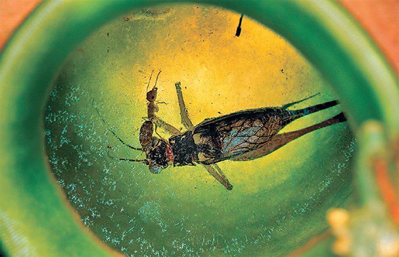 Иллюстрация к книге — Приключения среди муравьев. Путешествие по земному шару с триллионами суперорганизмов [i_040.jpg]