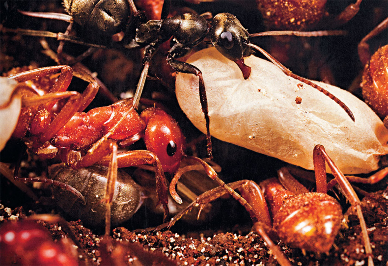 Иллюстрация к книге — Приключения среди муравьев. Путешествие по земному шару с триллионами суперорганизмов [i_041.jpg]