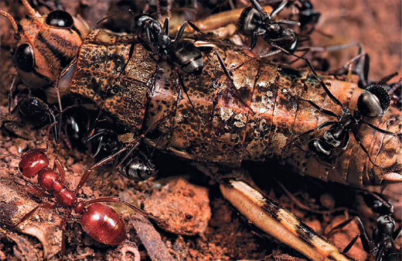 Иллюстрация к книге — Приключения среди муравьев. Путешествие по земному шару с триллионами суперорганизмов [i_042.jpg]