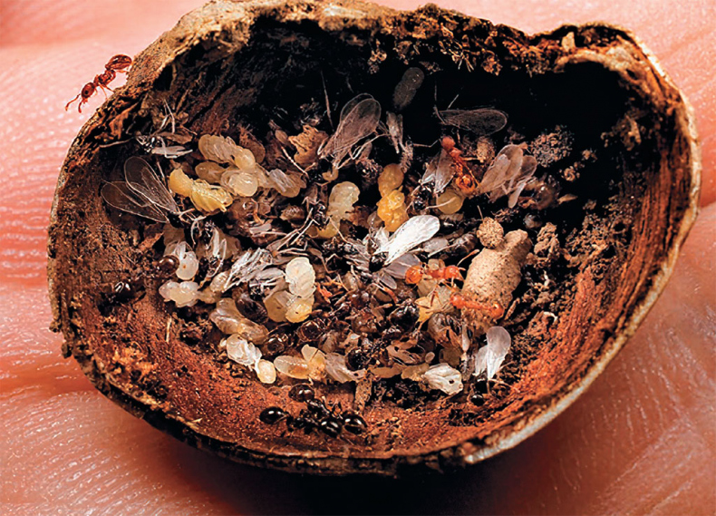 Иллюстрация к книге — Приключения среди муравьев. Путешествие по земному шару с триллионами суперорганизмов [i_043.jpg]