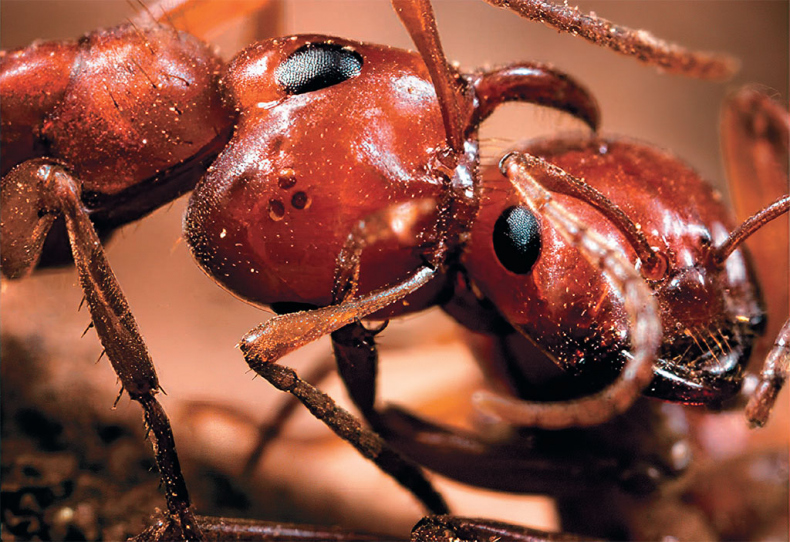 Иллюстрация к книге — Приключения среди муравьев. Путешествие по земному шару с триллионами суперорганизмов [i_044.jpg]