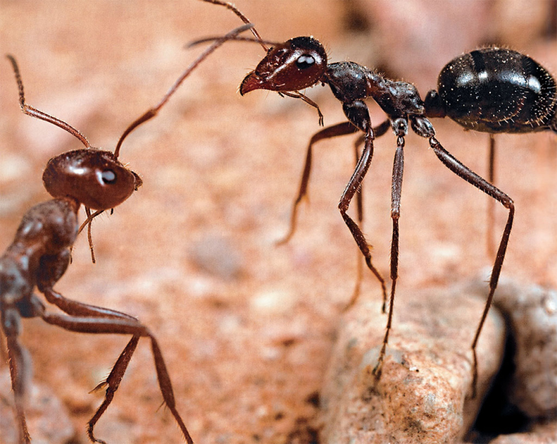 Иллюстрация к книге — Приключения среди муравьев. Путешествие по земному шару с триллионами суперорганизмов [i_046.jpg]