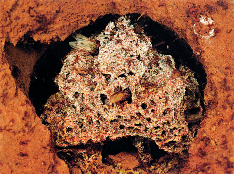 Иллюстрация к книге — Приключения среди муравьев. Путешествие по земному шару с триллионами суперорганизмов [i_048.jpg]