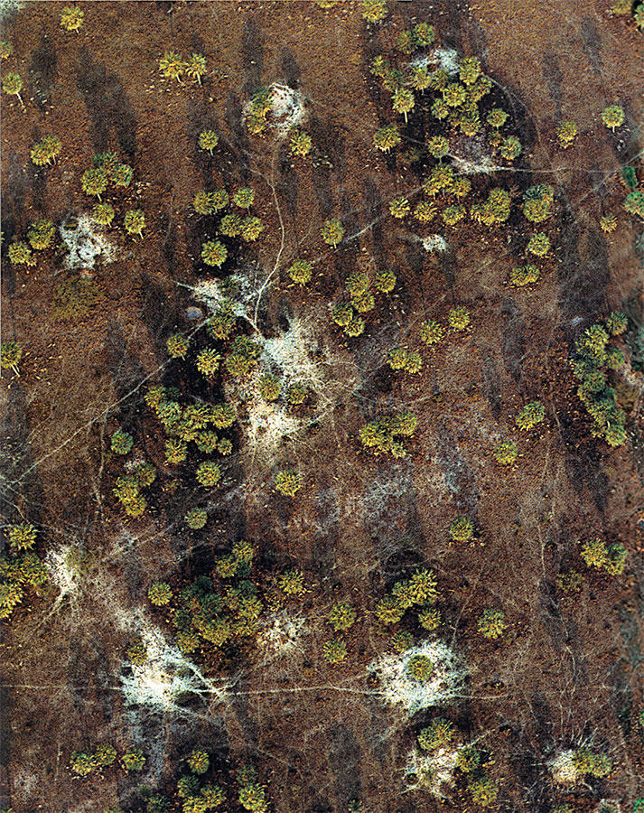 Иллюстрация к книге — Приключения среди муравьев. Путешествие по земному шару с триллионами суперорганизмов [i_050.jpg]