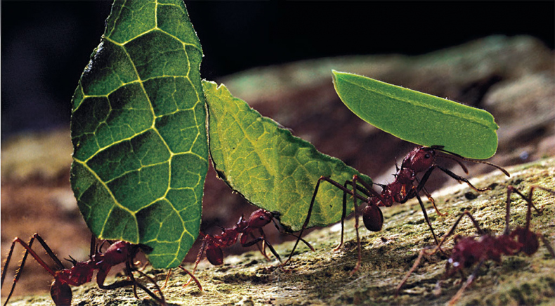 Иллюстрация к книге — Приключения среди муравьев. Путешествие по земному шару с триллионами суперорганизмов [i_051.jpg]