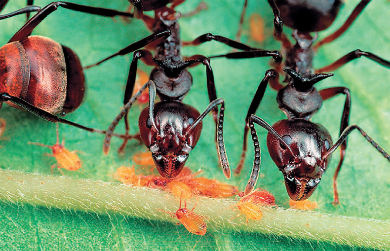 Иллюстрация к книге — Приключения среди муравьев. Путешествие по земному шару с триллионами суперорганизмов [i_052.jpg]