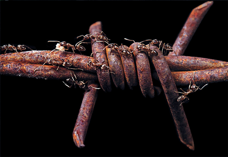 Иллюстрация к книге — Приключения среди муравьев. Путешествие по земному шару с триллионами суперорганизмов [i_055.jpg]