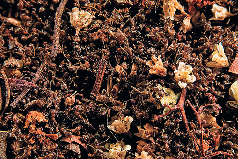 Иллюстрация к книге — Приключения среди муравьев. Путешествие по земному шару с триллионами суперорганизмов [i_056.jpg]