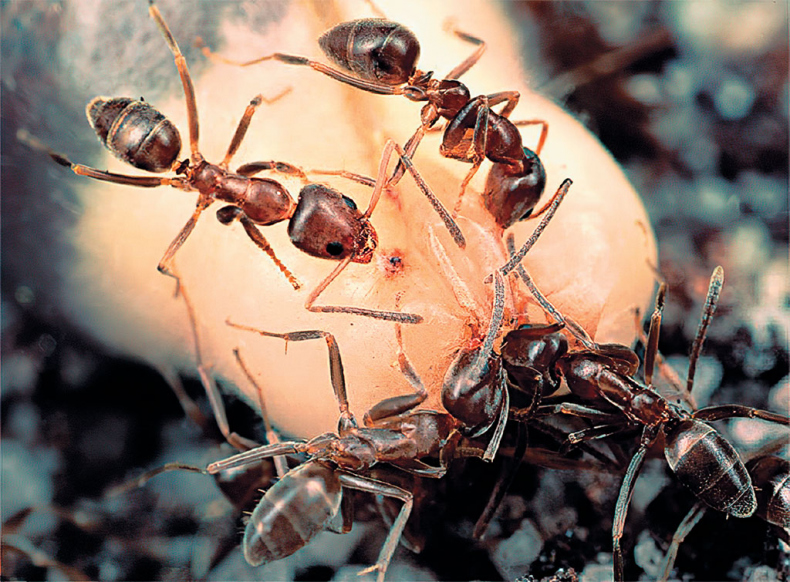 Иллюстрация к книге — Приключения среди муравьев. Путешествие по земному шару с триллионами суперорганизмов [i_057.jpg]