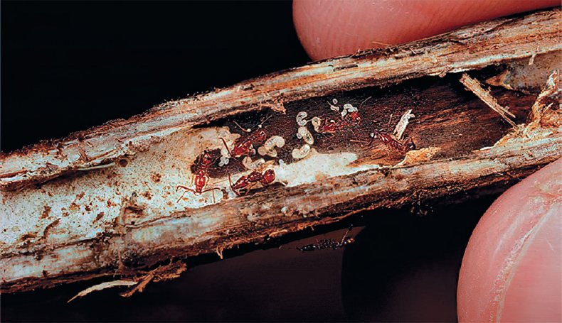 Иллюстрация к книге — Приключения среди муравьев. Путешествие по земному шару с триллионами суперорганизмов [i_061.jpg]