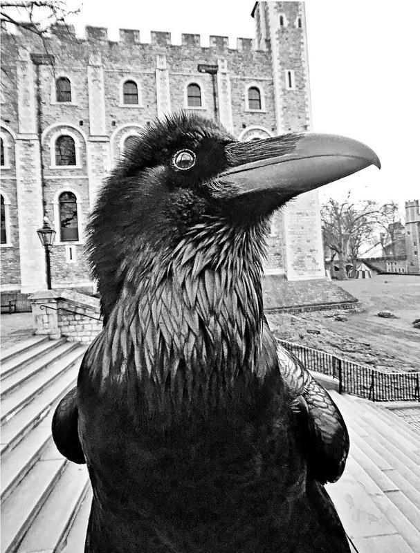 Иллюстрация к книге — Англия. Глазами воронов [image7.jpg]