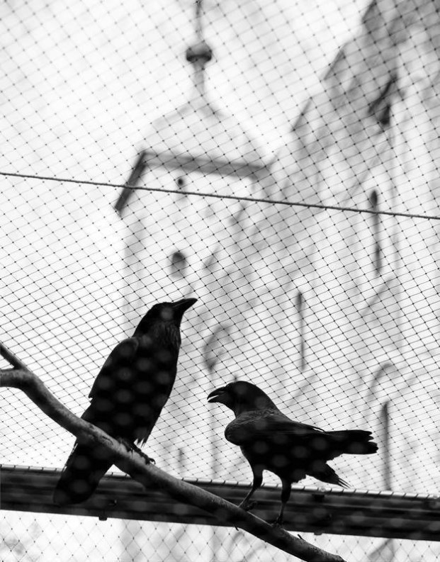 Иллюстрация к книге — Англия. Глазами воронов [image8.jpg]