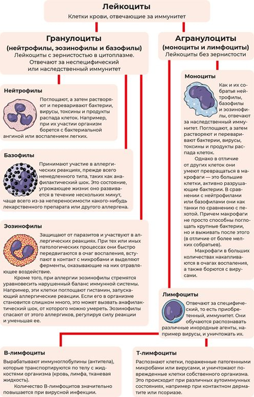 Иллюстрация к книге — Пять литров красного. Что необходимо знать о крови, ее болезнях и лечении [i_005.jpg]