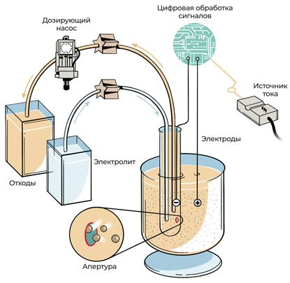 Иллюстрация к книге — Пять литров красного. Что необходимо знать о крови, ее болезнях и лечении [i_048.jpg]