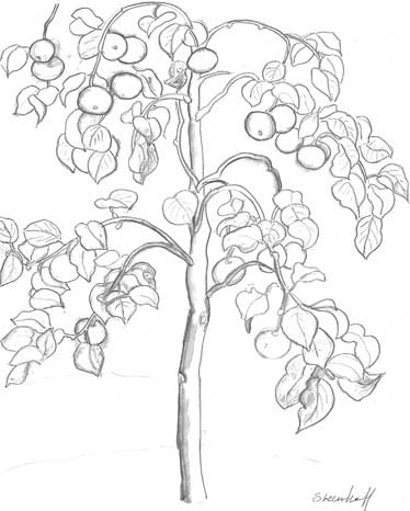 Иллюстрация к книге — Мир под напряжением. История электричества: опасности для здоровья, о которых мы ничего не знали [i_001.jpg]