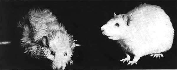 Иллюстрация к книге — Мир под напряжением. История электричества: опасности для здоровья, о которых мы ничего не знали [i_053.jpg]