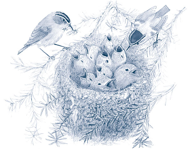 Иллюстрация к книге — Зима: Секреты выживания растений и животных в самое суровое время года [i_001.jpg]