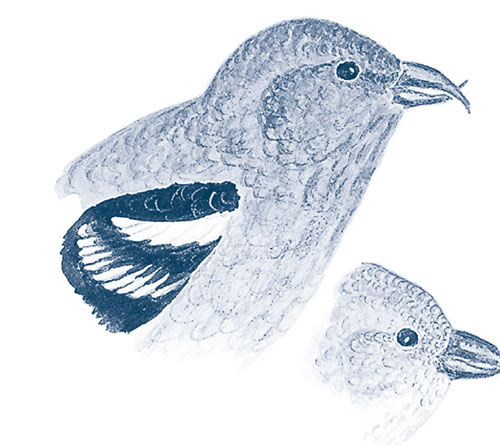 Иллюстрация к книге — Зима: Секреты выживания растений и животных в самое суровое время года [i_004.jpg]