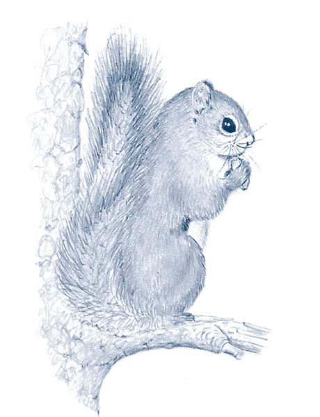 Иллюстрация к книге — Зима: Секреты выживания растений и животных в самое суровое время года [i_006.jpg]